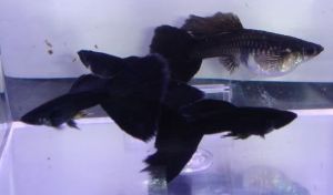 Black Moscow Guppies