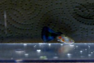Full Blooded Blue Guppies