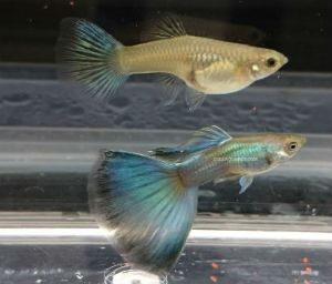 Blue Green Moscow Guppy