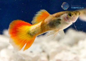Flame Male Guppy Fish