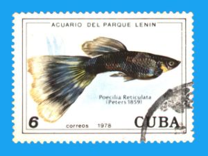 Cuban Guppy Stamps