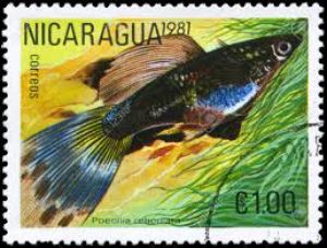 Nicaraguan Guppy Stamps