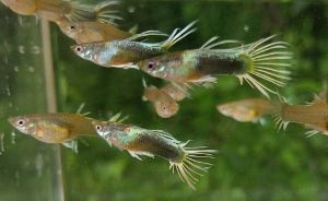 HB Yellow Crown Tail Guppies