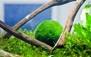 Nano Marimo Balls for Guppy Aquariums
