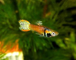 Endler Guppy Fish Neon