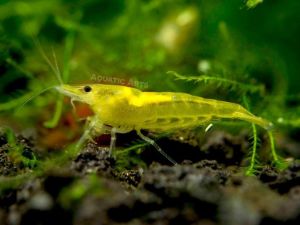 Neon Yellow Crayfish