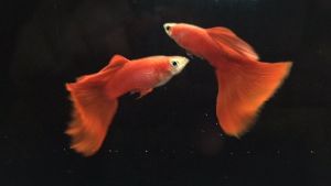 Red Show Guppies