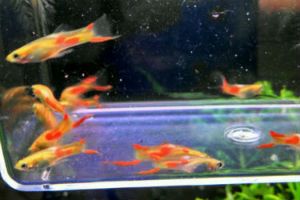 Red Spot Endlers