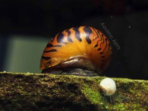 Tiger Nerite Snails