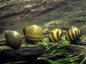 Zebra Nerite Snails