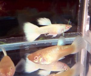 Albino Guppy fish
