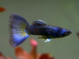 Blue Moscow guppies