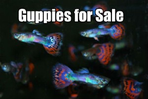 Guppies for Sale Online