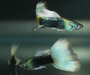 Male Guppy fish for Sale