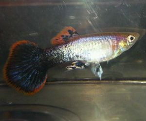 Orange Guppy fish