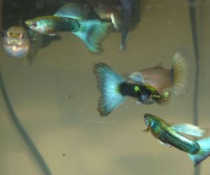 Turquoise Guppy fish