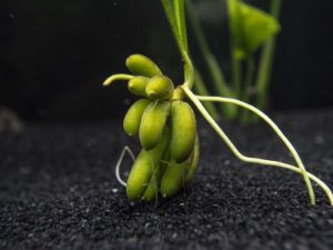 Banana Plant (Nymphoides aquatica)