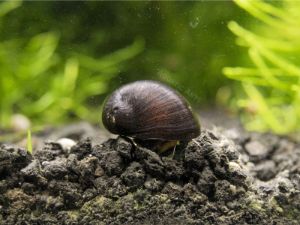 Black Racer Nerite Snails