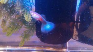 Blue Green Moscow Guppy