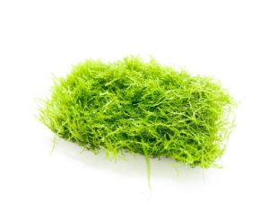 Coral Moss