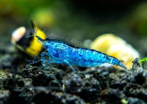 Dream Blue Velvet Shrimp