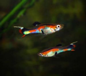 Endlers Guppy Fish Males