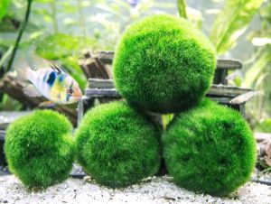 Giant Marimo Moss Balls