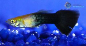 Golden Black Guppy Fish
