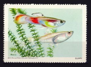 guppy fish stamps