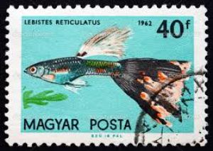 Hungarian Guppy Stamps