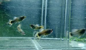 Crowntail Guppies