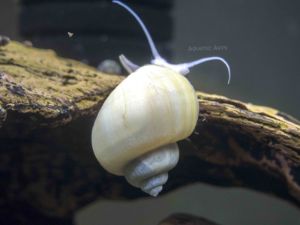 Ivory White Mystery Snails