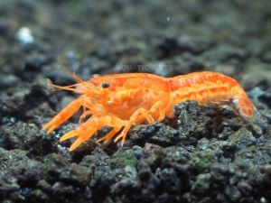 Orange CPO Dwarf Mexican Crayfish