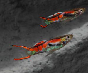 Endlers Guppy fish for Sale