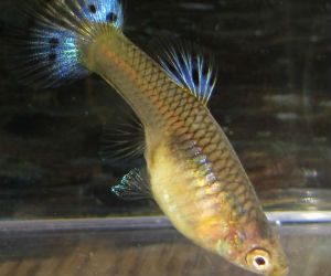 Female Guppy fish