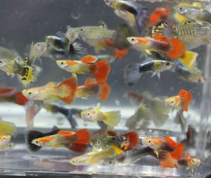 Guppies for sale online