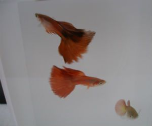 Red Guppy fish